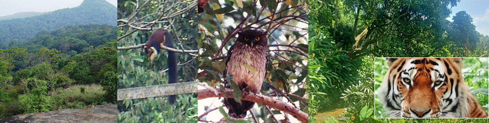 The Tiger Standard Carbon Credit