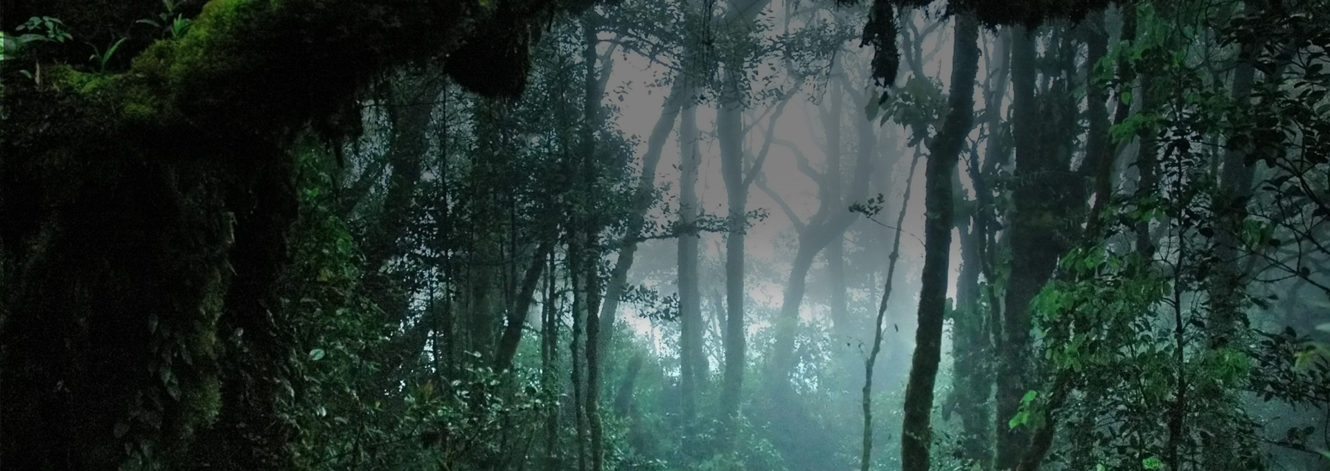 Tiger Standard Carbon Credit