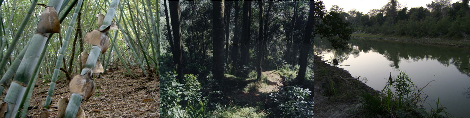 The Tiger Standard Carbon Credit