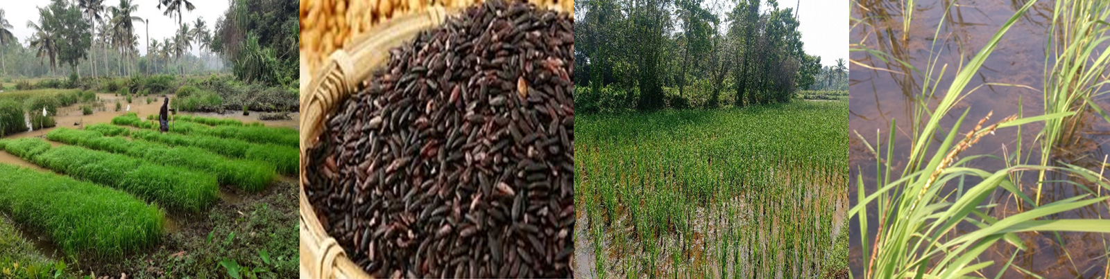 The Tiger Standard Carbon Credit