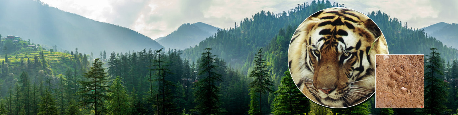 The Tiger Standard Carbon Credit